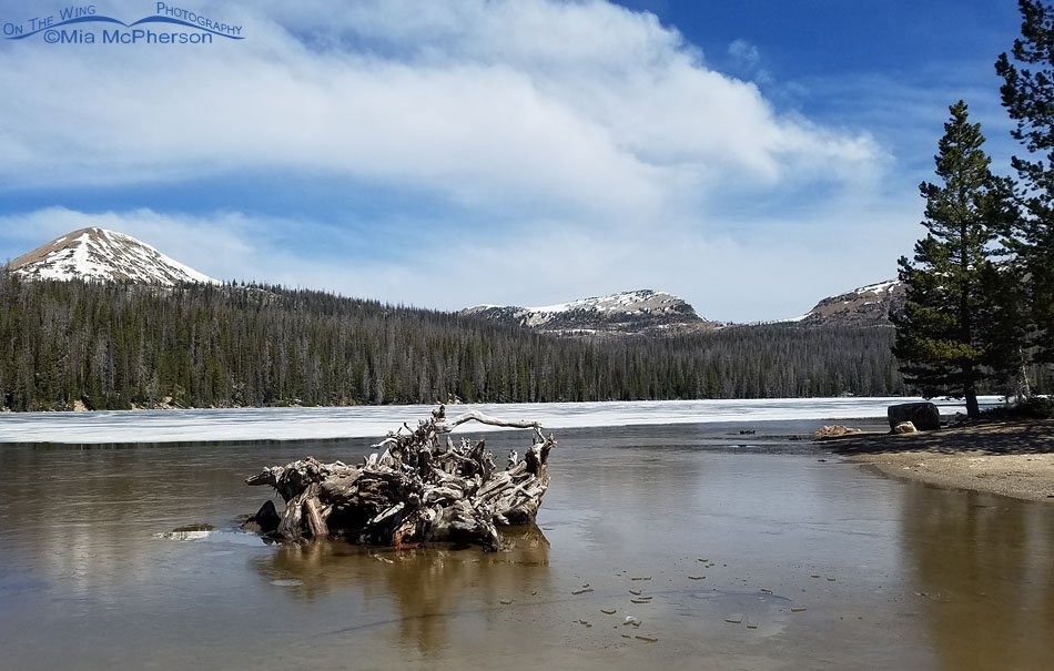 Lily Lake - June 7, 2022