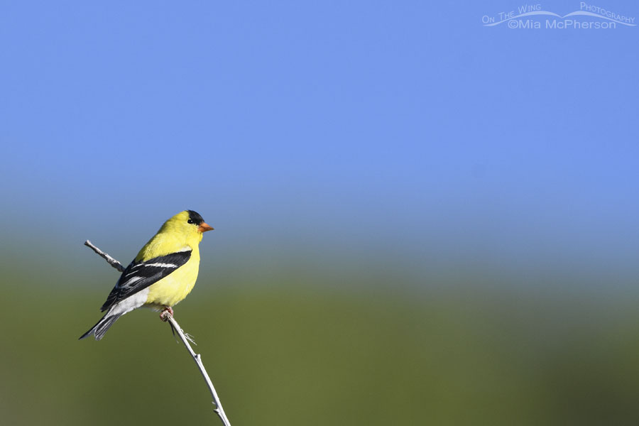 Male American Goldfinch and a bright blue sky, Wasatch Mountains, Summit County, Utah