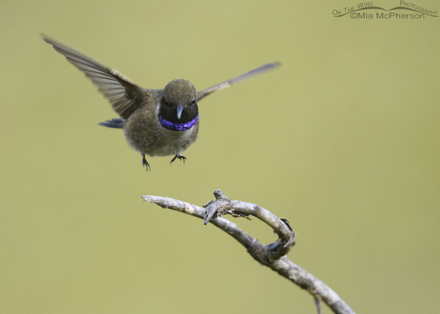 Male Black-chinned Hummingbird jumping above a perch, Wasatch Mountains, Morgan County, Utah