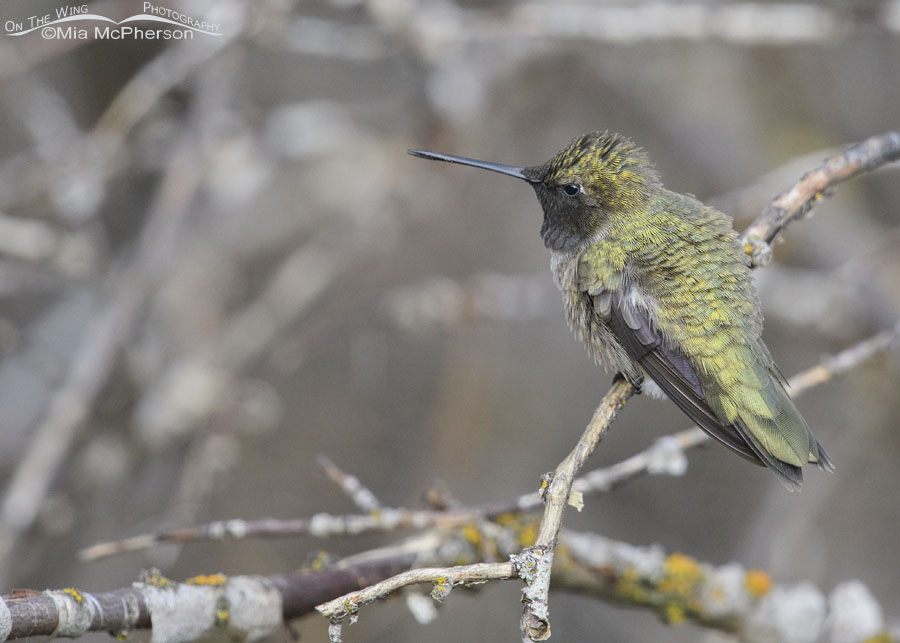 Black-chinned Hummingbird male on a cool spring morning, Wasatch Mountains, Morgan County, Utah