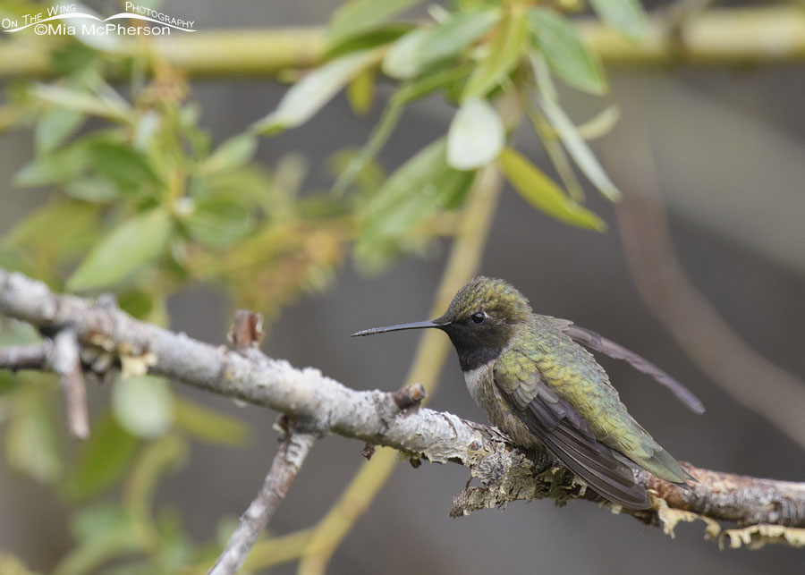 Male Black-chinned Hummingbird perched on an old willow branch, Wasatch Mountains, Morgan County, Utah