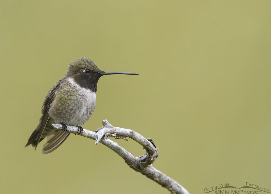 Resting male Black-chinned Hummingbird in spring, Wasatch Mountains, Morgan County, Utah