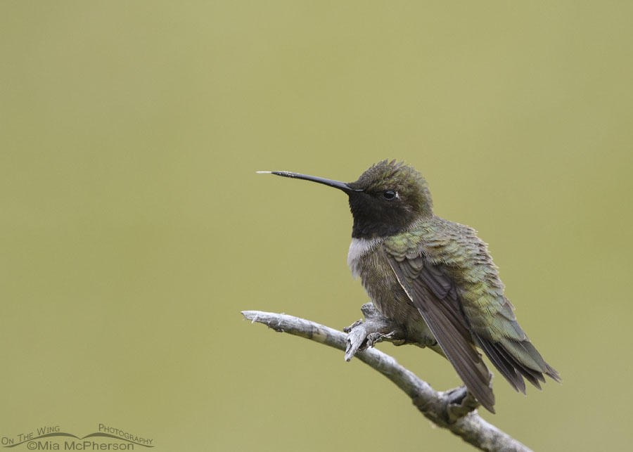 Male Black-chinned Hummingbird sticking out his tongue, Wasatch Mountains, Morgan County, Utah