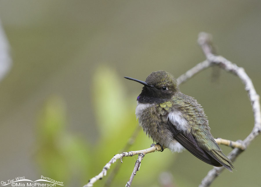 Male Black-chinned Hummingbird resting on a thin branch, Wasatch Mountains, Morgan County, Utah