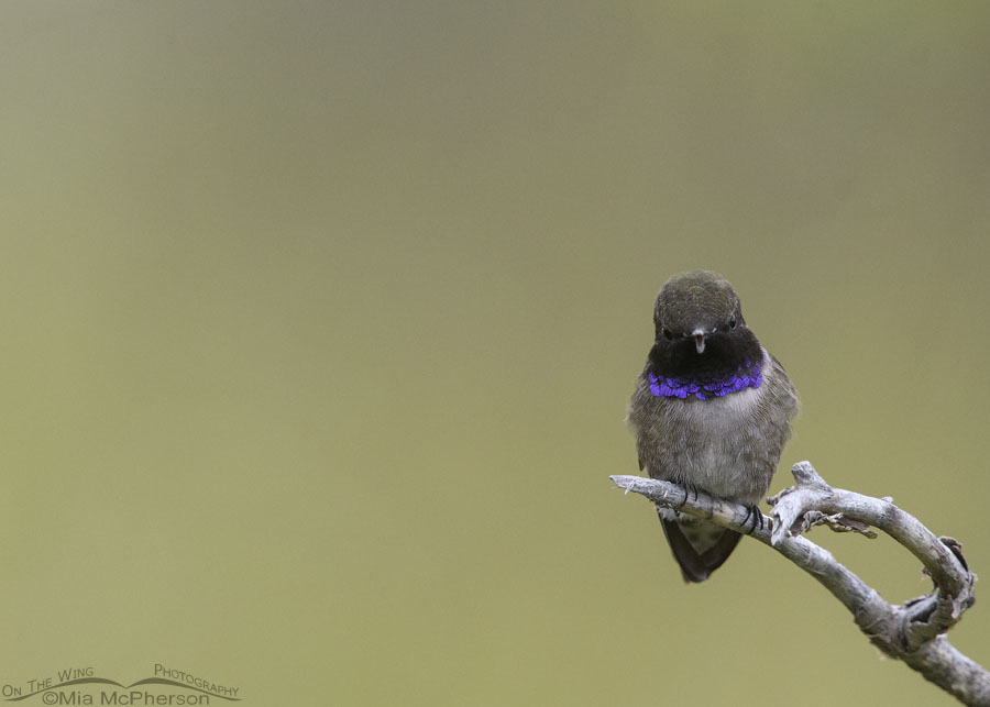 Head on male Black-chinned Hummingbird, Wasatch Mountains, Morgan County, Utah