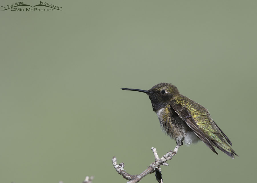 Adult male Black-chinned Hummingbird in the mountains, Wasatch Mountains, Summit County, Utah