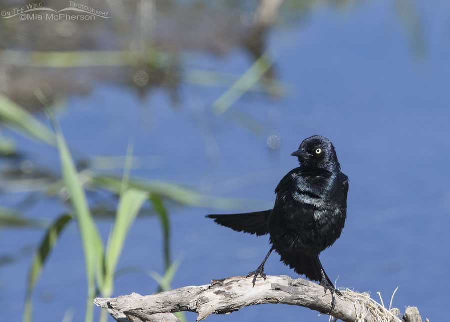 Male Brewer's Blackbird shaking off after a bath, Wasatch Mountains, Summit County, Utah