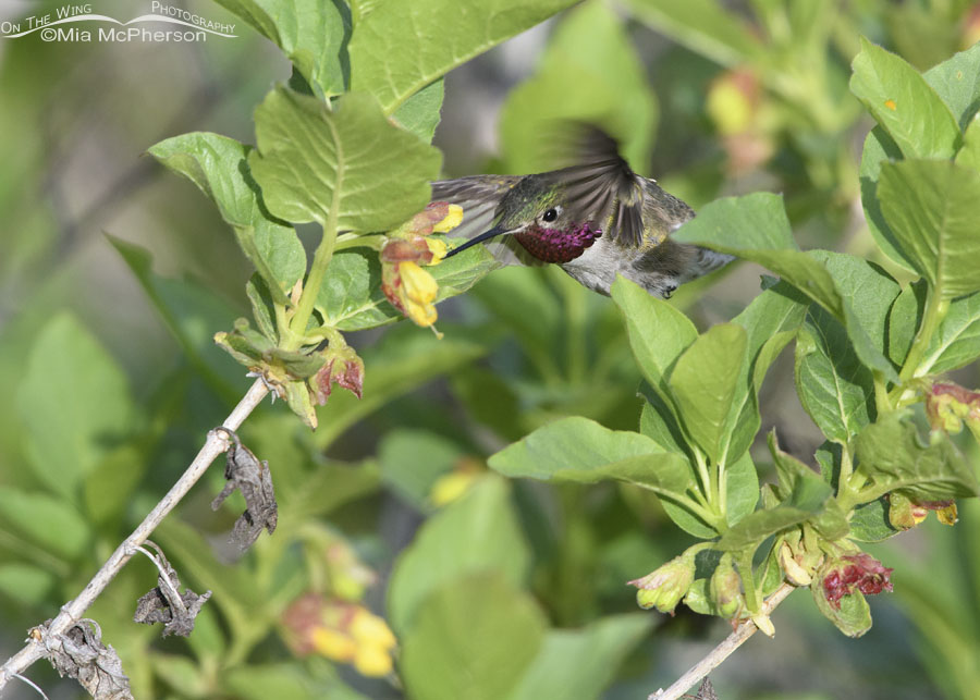 Peek-a-boo feeding male Broad-tailed Hummingbird, Wasatch Mountains, Summit County, Utah