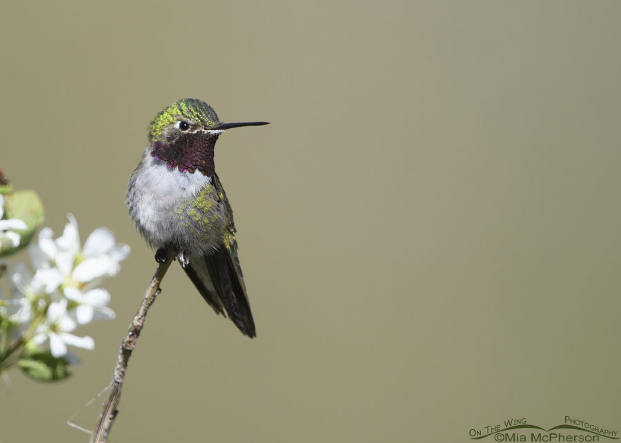Relaxed male Broad-tailed Hummingbird, Wasatch Mountains, Morgan County, Utah