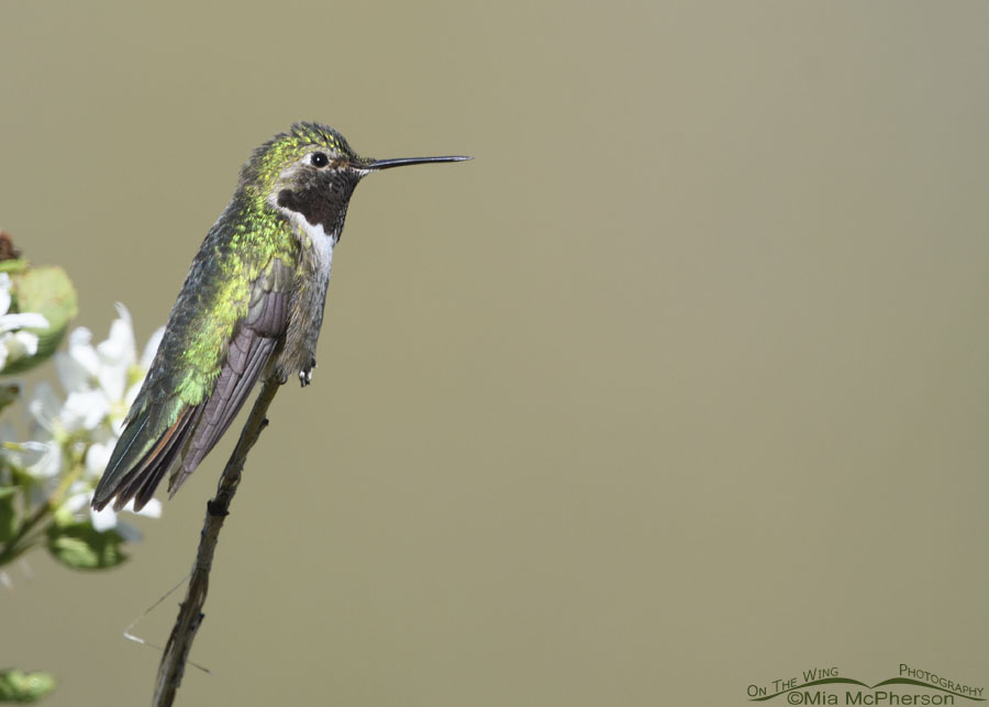 Resting adult male Broad-tailed Hummingbird in spring, Wasatch Mountains, Morgan County, Utah