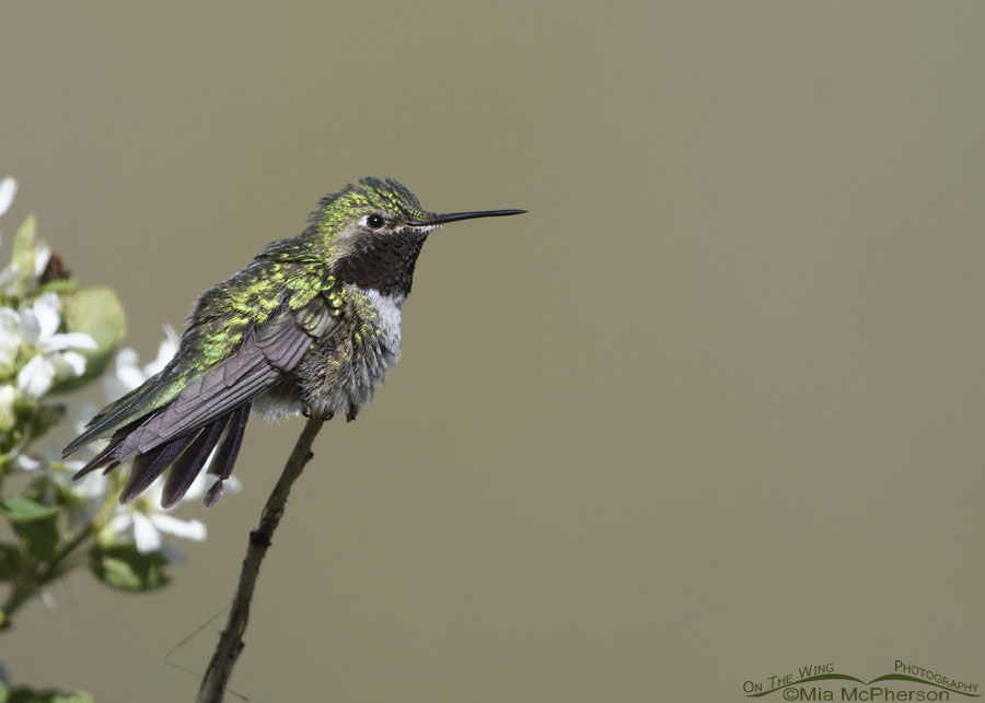 Male Broad-tailed Hummingbird settling onto his perch, Wasatch Mountains, Morgan County, Utah