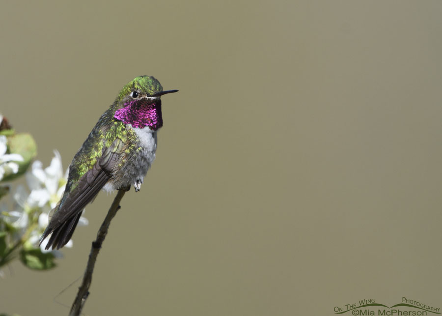 Male Broad-tailed Hummingbird showing the color of his gorget, Wasatch Mountains, Morgan County, Utah
