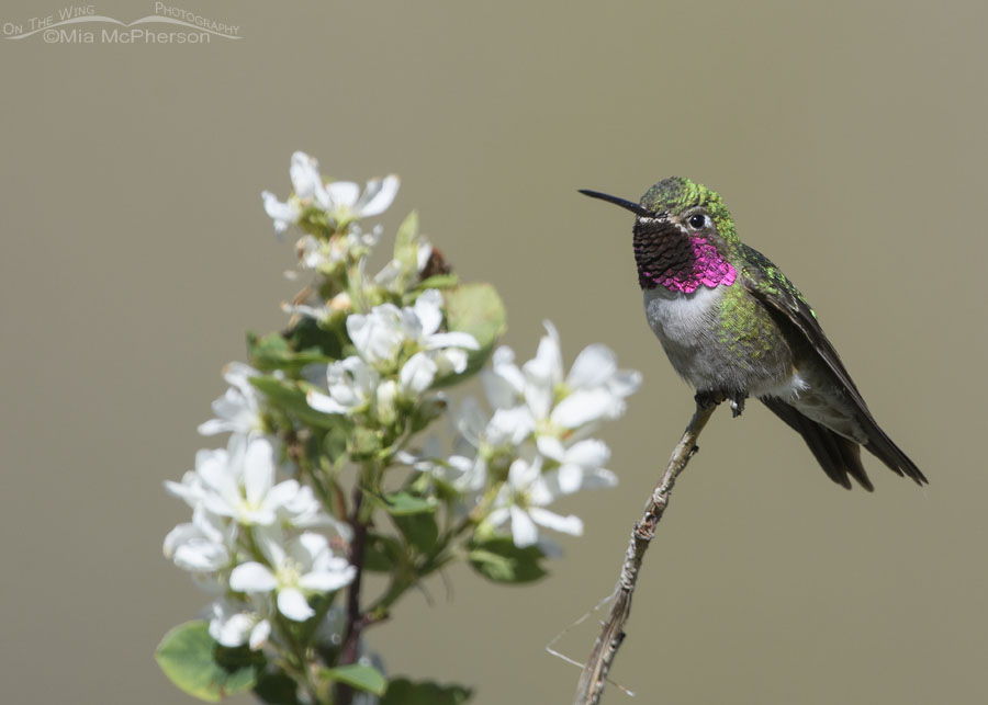 Male Broad-tailed Hummingbird and serviceberry blossoms, Wasatch Mountains, Morgan County, Utah
