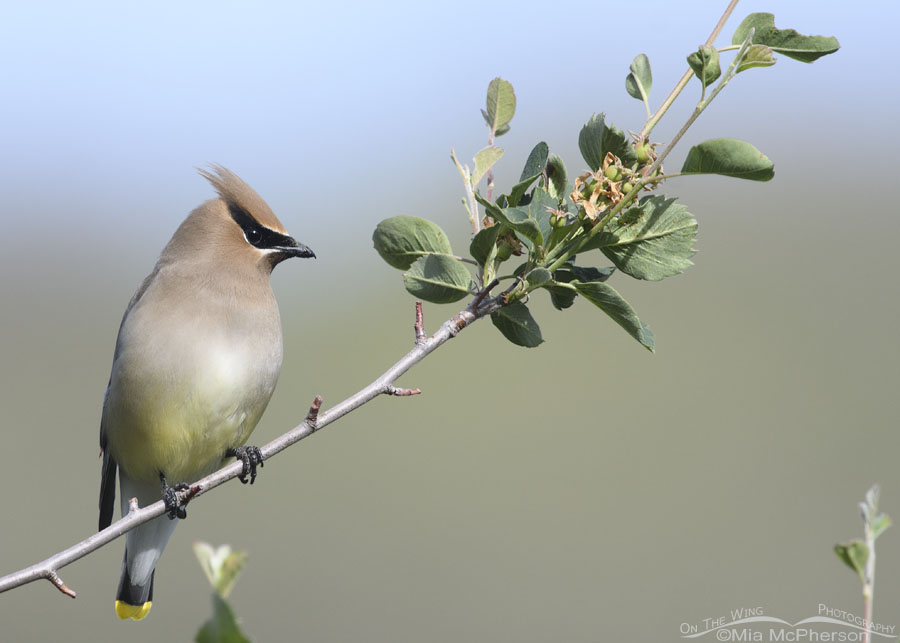 Cedar Waxwing perched on a serviceberry branch, Wasatch Mountains, Morgan County, Utah