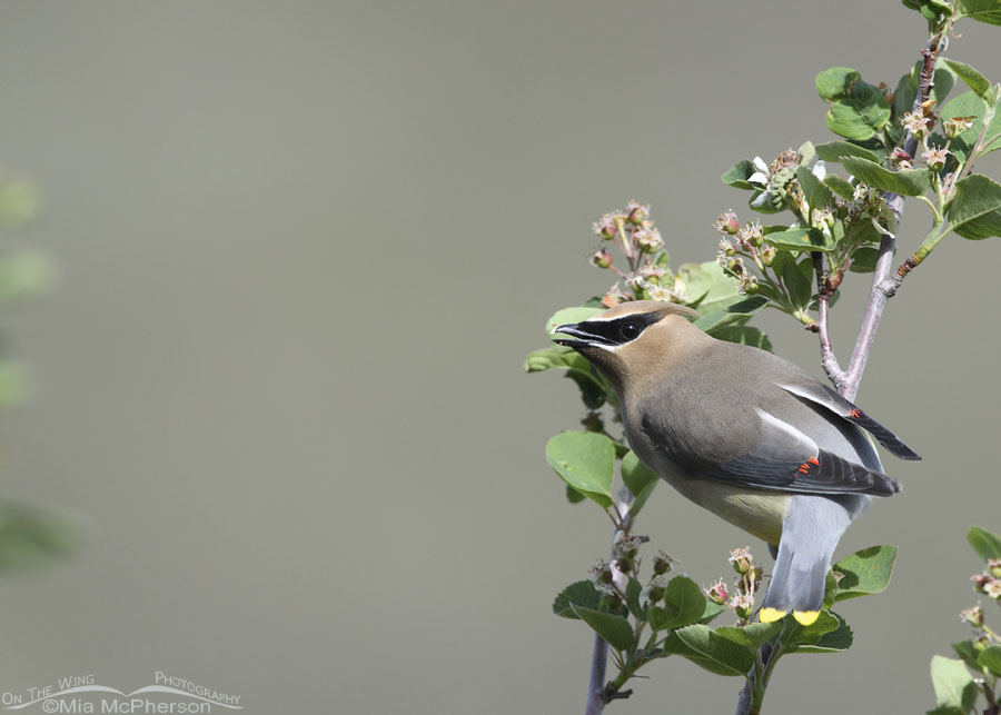 Cedar Waxwing calling from a serviceberry, Wasatch Mountains, Morgan County, Utah