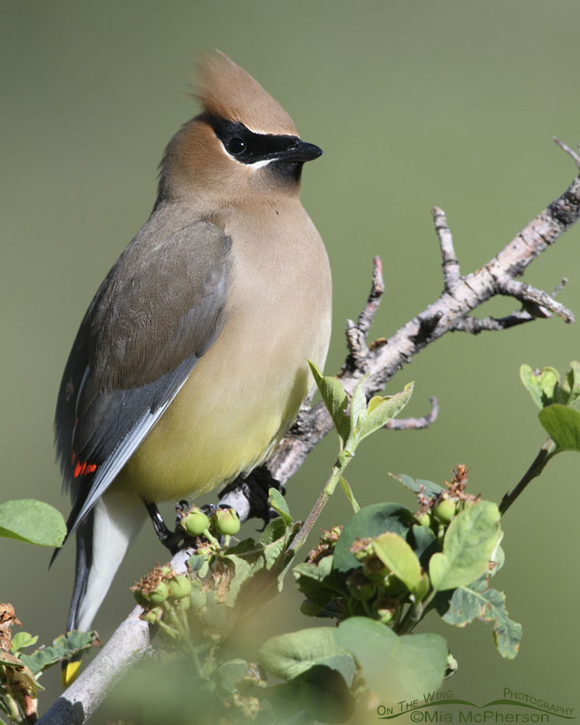 Cedar Waxwing striking a pose, Wasatch Mountains, Morgan County, Utah