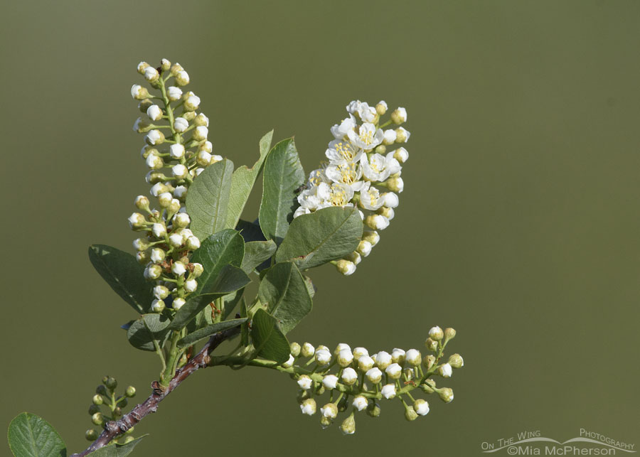 Chokecherry starting to bloom in the Wasatch Mountains, Summit County, Utah