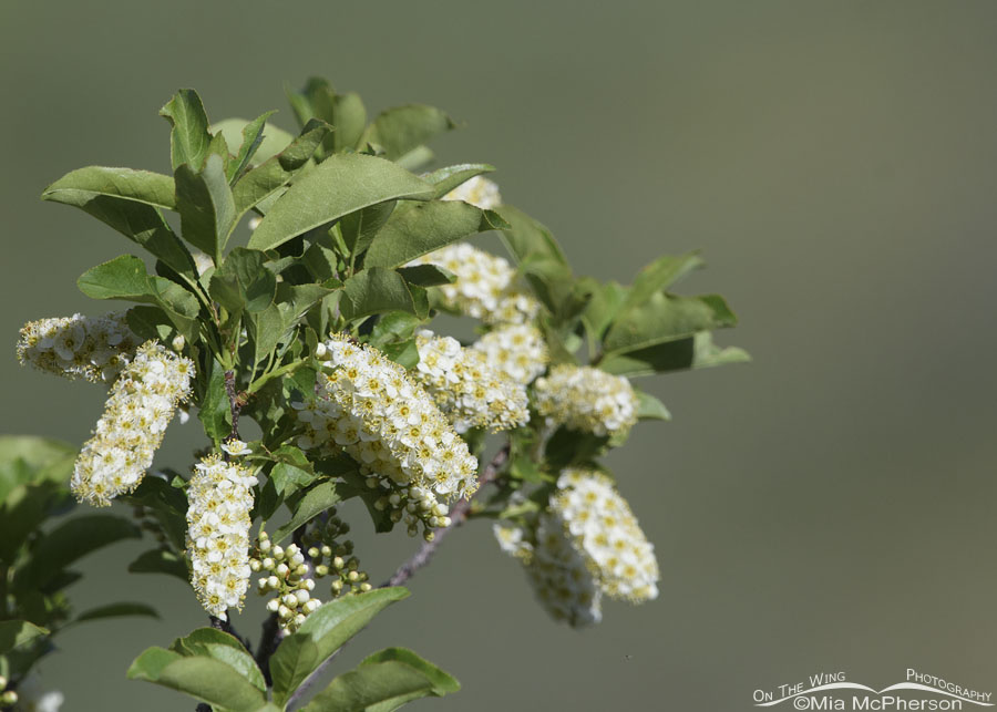 Chokecherry in full bloom high in the Wasatch Mountains, Wasatch Mountains, Summit County, Utah