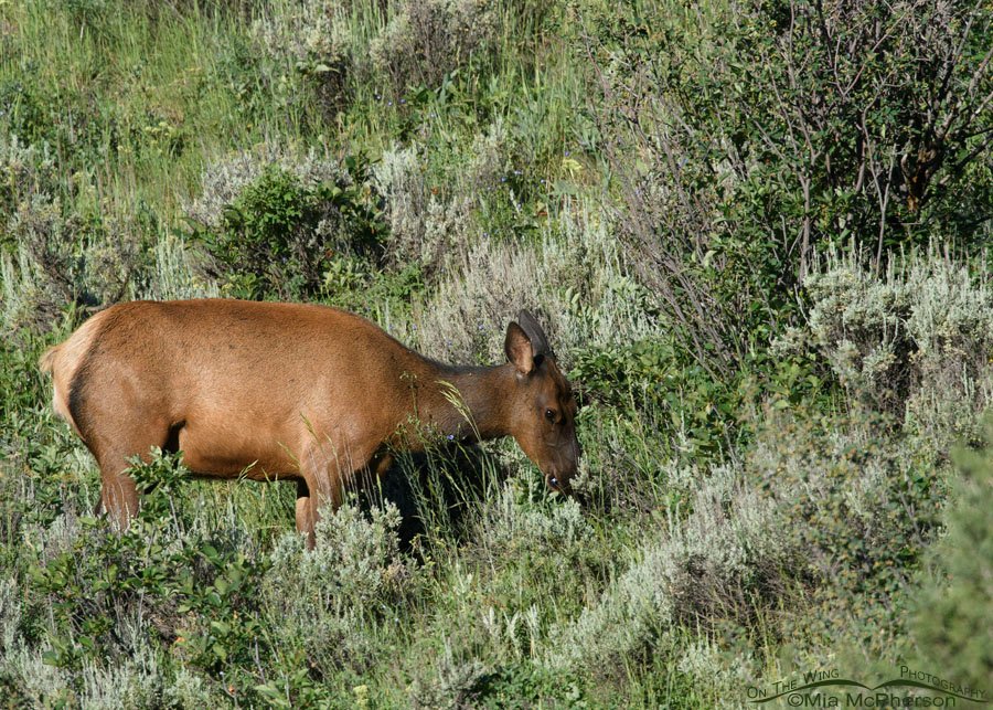 Cow Elk grazing in the Wasatch Mountains, Wasatch Mountains, Summit County, Utah