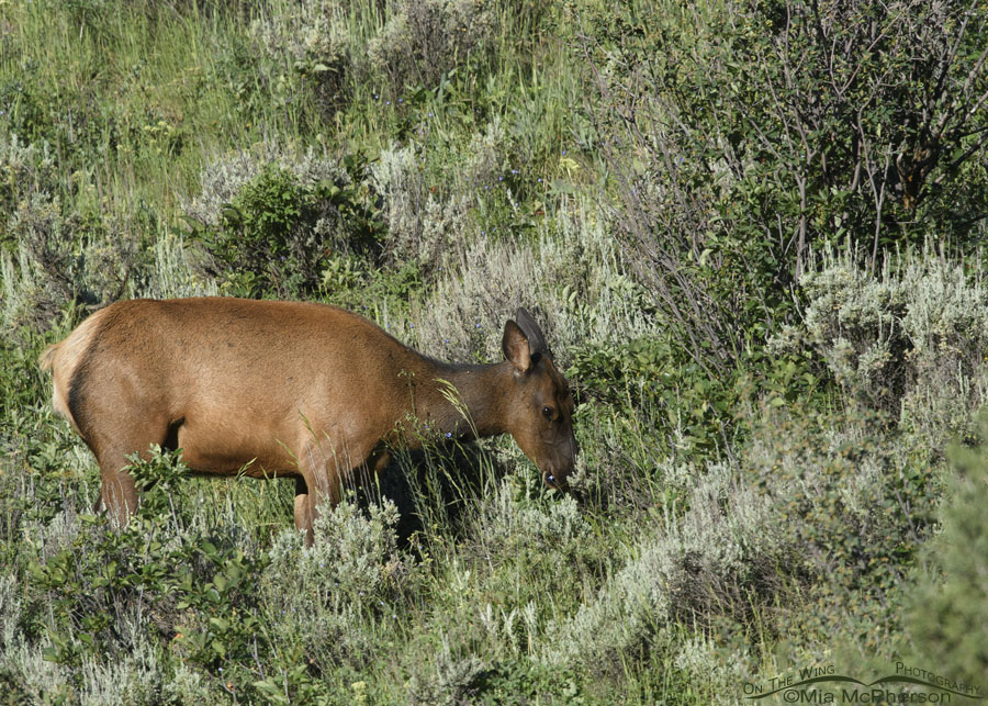 Cow Elk grazing in the Wasatch Mountains, Wasatch Mountains, Summit County, Utah