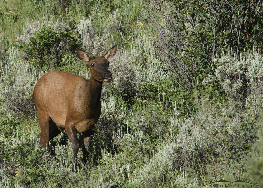 Cow Elk looking at me, looking at her, Wasatch Mountains, Summit County, Utah