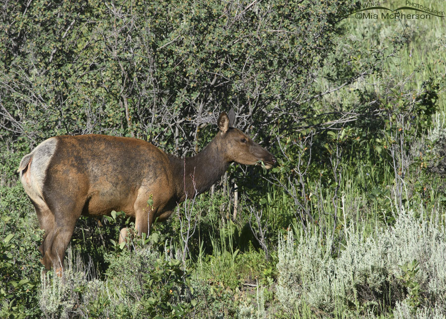 Cow Elk eating grass on a hillside, Wasatch Mountains, Summit County, Utah