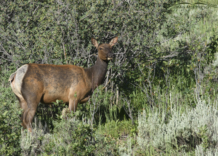 Cow Elk on a mountain hillside, Wasatch Mountains, Summit County, Utah