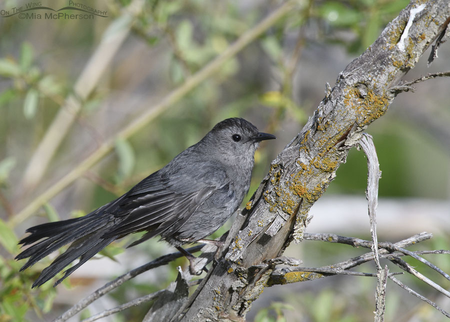 Gray Catbird fresh from bathing, Wasatch Mountains, Summit County, Utah