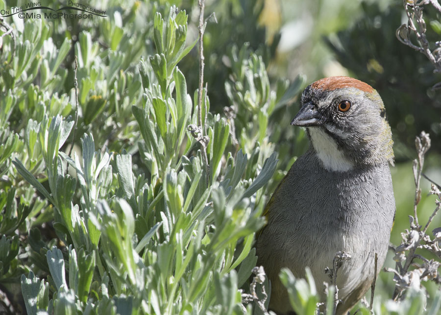 Green-tailed Towhee peeking out of sage, Uinta Mountains, Uinta National Forest, Summit County, Utah