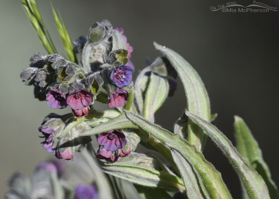 Flowering Hound's Tongue, Wasatch Mountains, Summit County, Utah