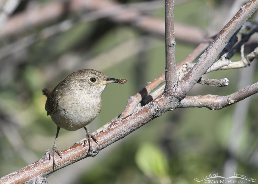 House Wren with insect prey for its young, Wasatch Mountains, Summit County, Utah