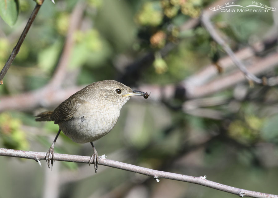 House Wren with insect prey for its nestlings, Wasatch Mountains, Summit County, Utah