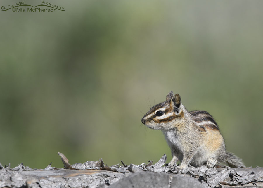 Spring Least Chipmunk in the Wasatch Mountains, Morgan County, Utah