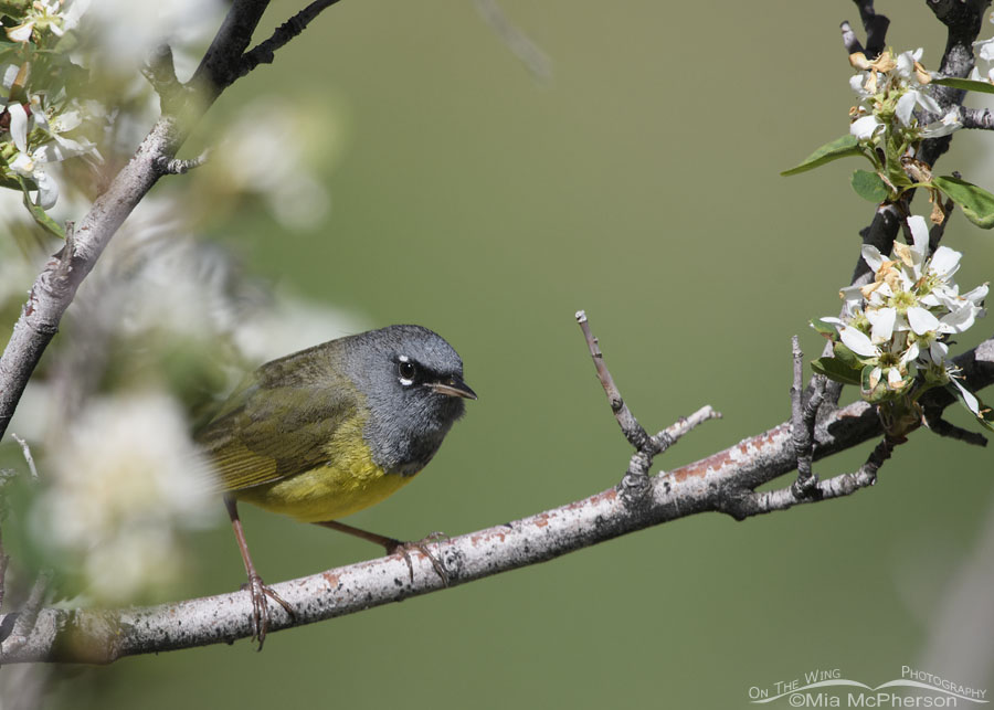 Male MacGillivray's Warbler and serviceberry blossoms, Wasatch Mountains, Morgan County, Utah