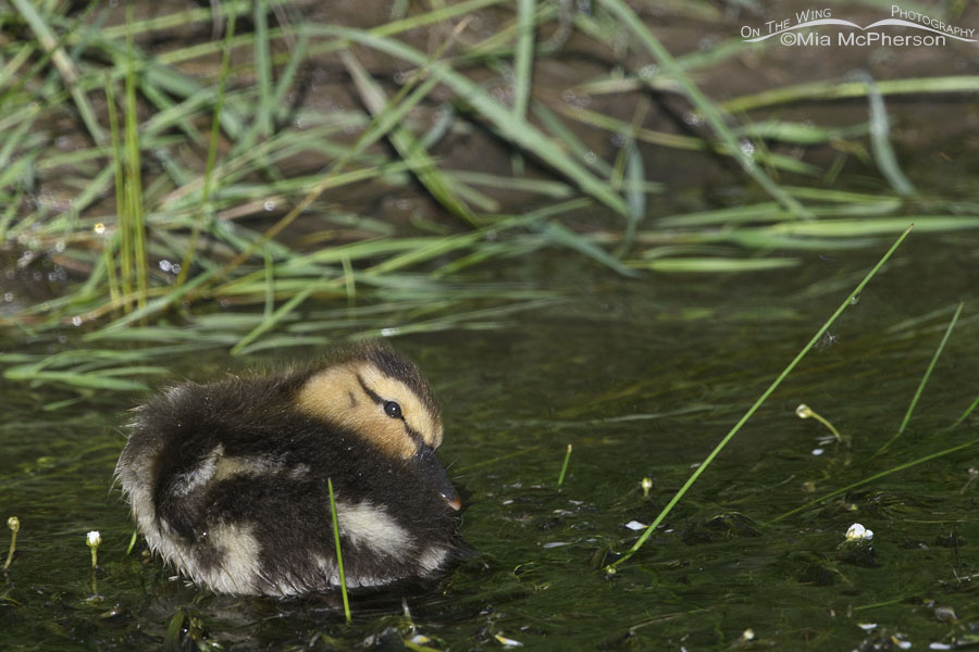 Mallard duckling preening in a creek with White Water Crowfoot blooms, Wasatch Mountains, Summit County, Utah