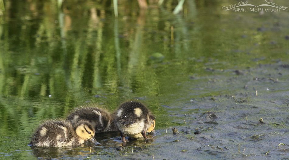 Mallard ducklings feeding at the edge of a creek, Wasatch Mountains, Summit County, Utah