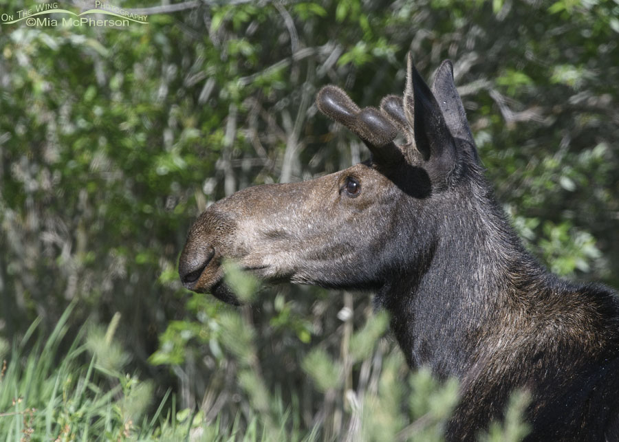Moose bull in the Wasatch Mountains, Morgan County, Utah