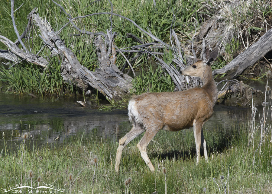 Mule Deer doe standing next to an alpine creek, Wasatch Mountains, Summit County, Utah