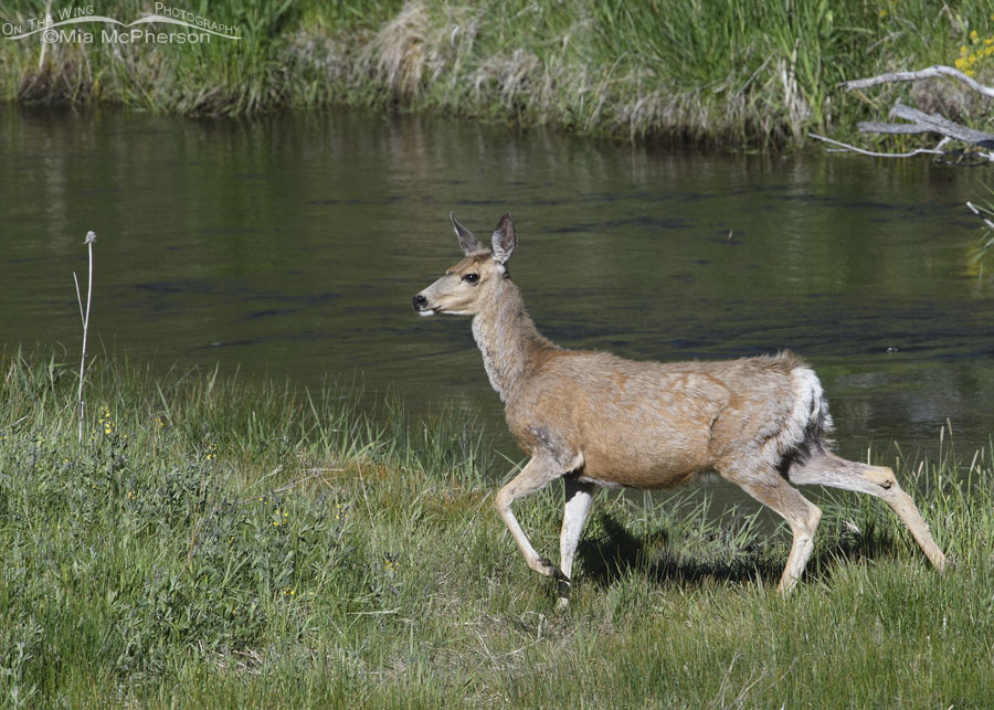 Shedding Mule Deer doe mid stride, Wasatch Mountains, Summit County, Utah