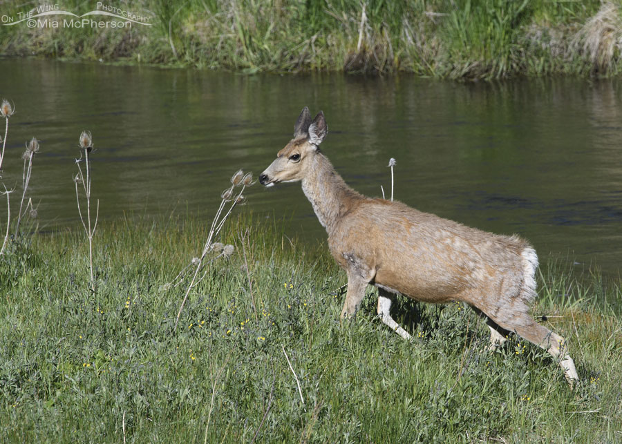 Creekside Mule Deer doe, Wasatch Mountains, Summit County, Utah