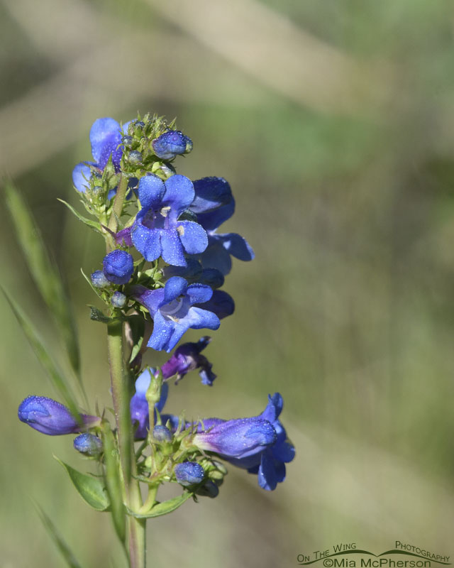 Penstemon in bloom in Summit County, Wasatch Mountains, Summit County, Utah
