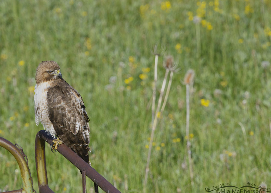 Red-tailed Hawk looking over a meadow of wildflowers, Wasatch Mountains, Summit County, Utah
