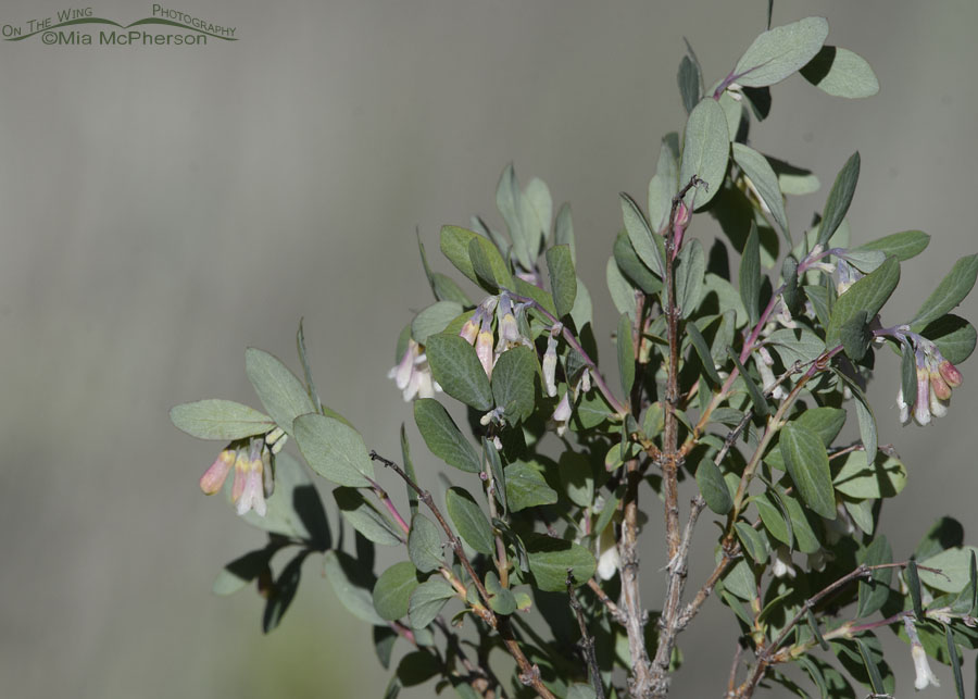 Roundleaf Snowberry starting to bloom, Wasatch Mountains, Summit County, Utah