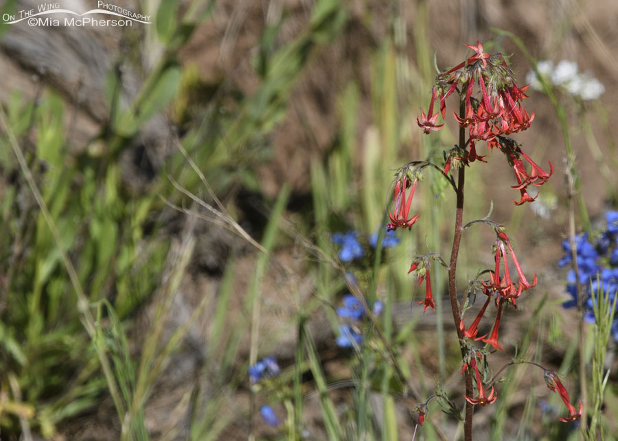 Scarlet Gilia in bloom in the Wasatch Mountains, Summit County, Utah