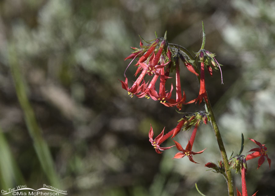 Flowering Scarlet Gilia, Wasatch Mountains, Summit County, Utah