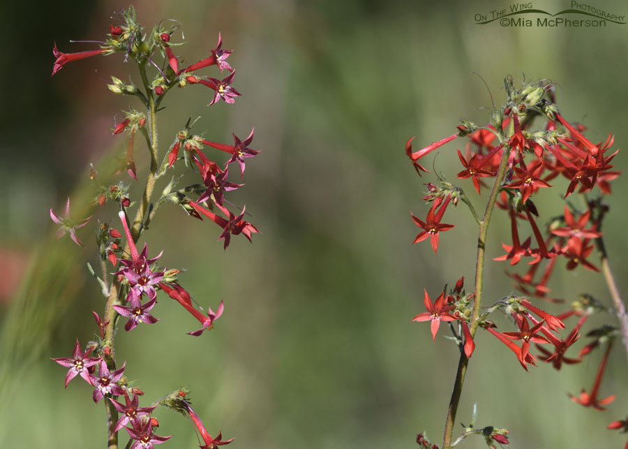 Scarlet Gilia blossoms, Wasatch Mountains, Summit County, Utah