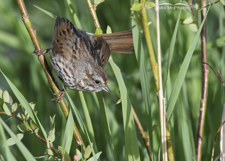 Song Sparrow looking for food for its young, Wasatch Mountains, Summit County, Utah