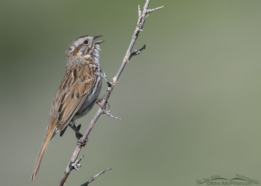 Song Sparrow singing on a spring morning, Wasatch Mountains, Summit County, Utah
