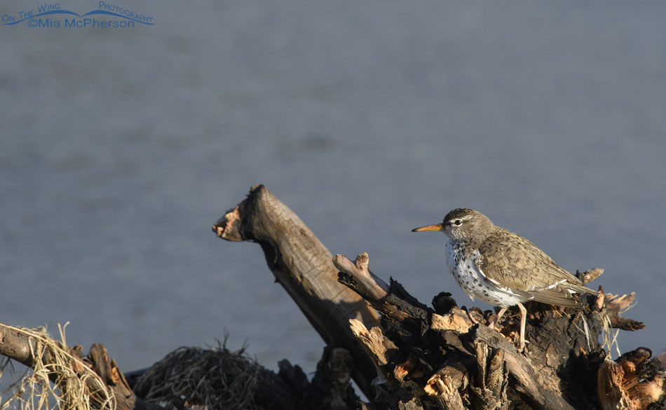 Spotted Sandpiper on a stump in a creek, Wasatch Mountains, Summit County, Utah