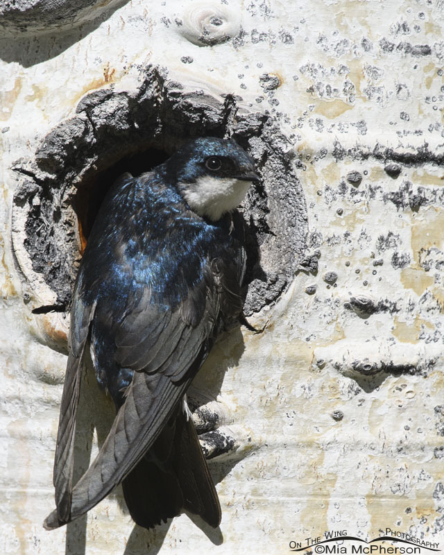 Tree Swallow clinging to nest entrance, Uinta Mountains, Uinta National Forest, Summit County, Utah